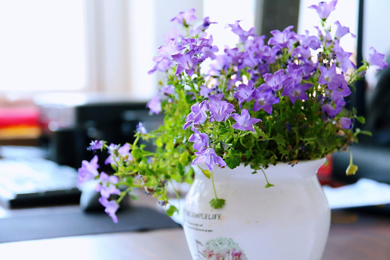 彼岸花多少钱一株