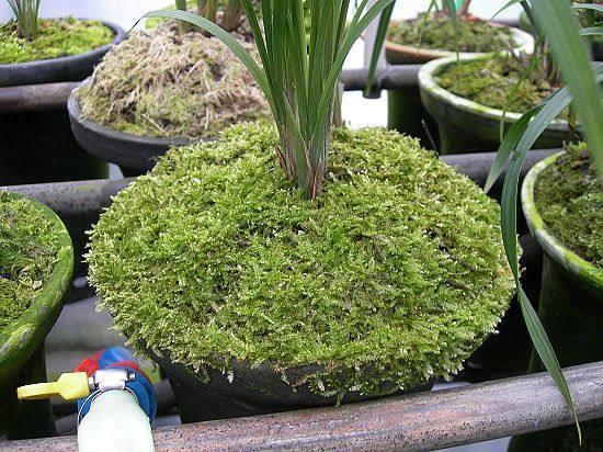 盆栽兰花不用土 7步水苔栽培方法 一盆绿植养出两翻景象 知乎 盆栽兰花不用土 7步水苔栽培方法 一盆绿植养出两翻景象 知乎