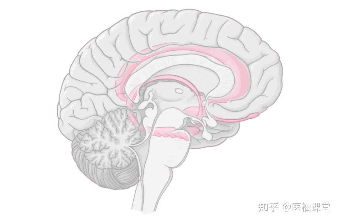 人体解剖学基础:大脑皮层 - 知乎