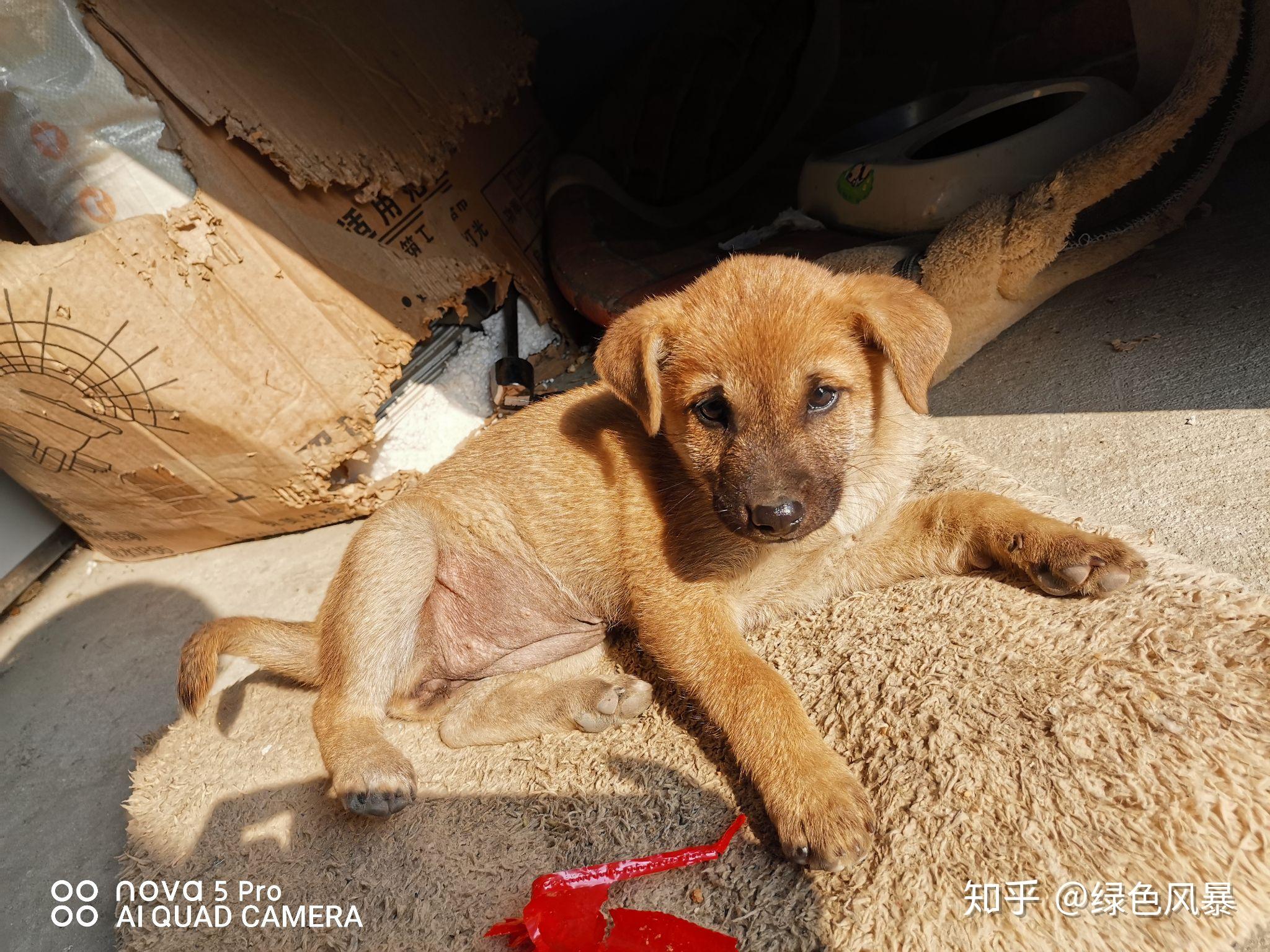 土狗长大什么样