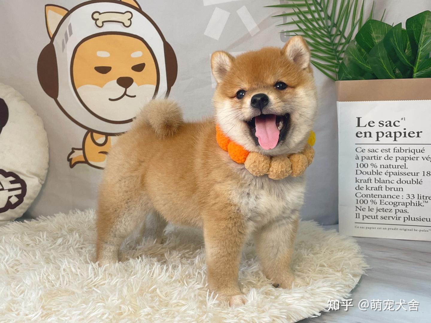 柴犬的价格到底是多少呢？ - 知乎