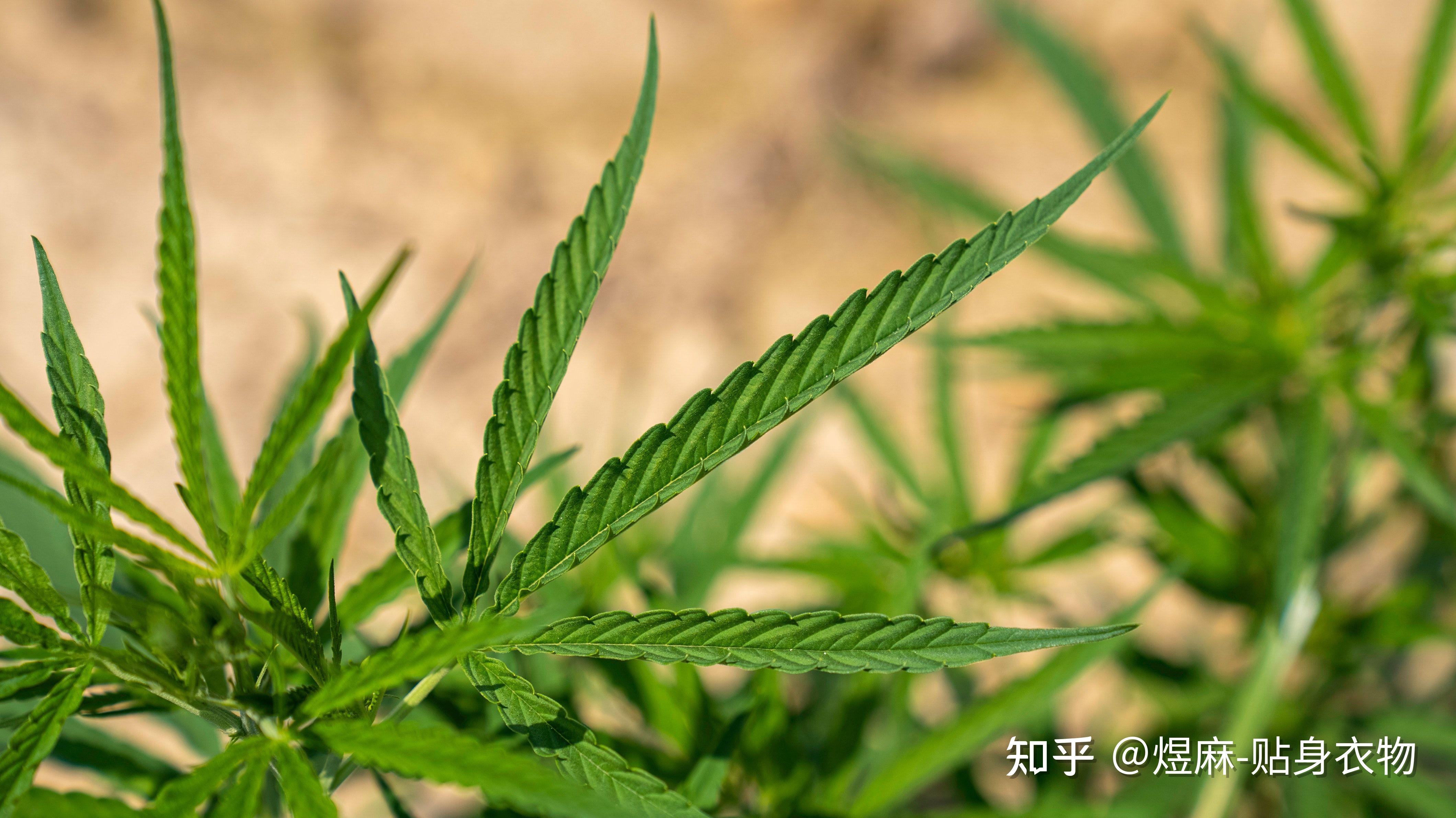 煜麻“亲肤装”,重新定义贴身衣物 - 知乎