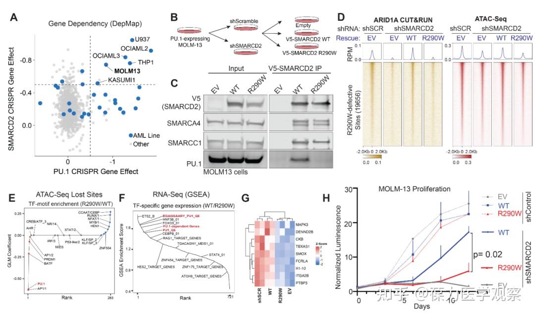 Science | 基因开关的“接线员”：SWIFT结构域如何精准传递转录指令 - 知乎