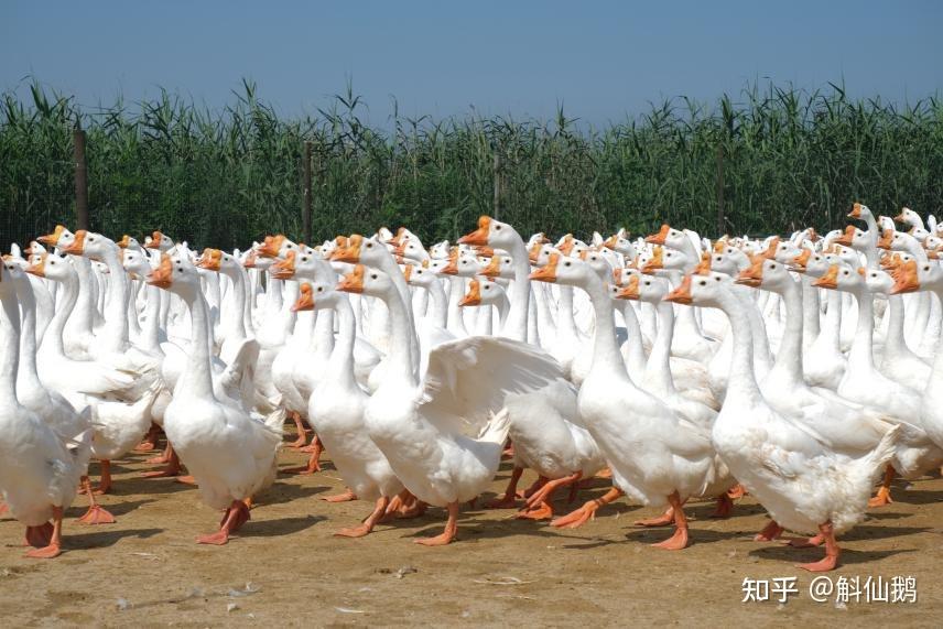 鹅的种类(一篇文章带你了解常见鹅种) - 知乎