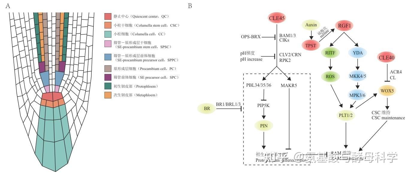 小肽调控植物分生组织发育的机制及作物改良应用解析 - 知乎