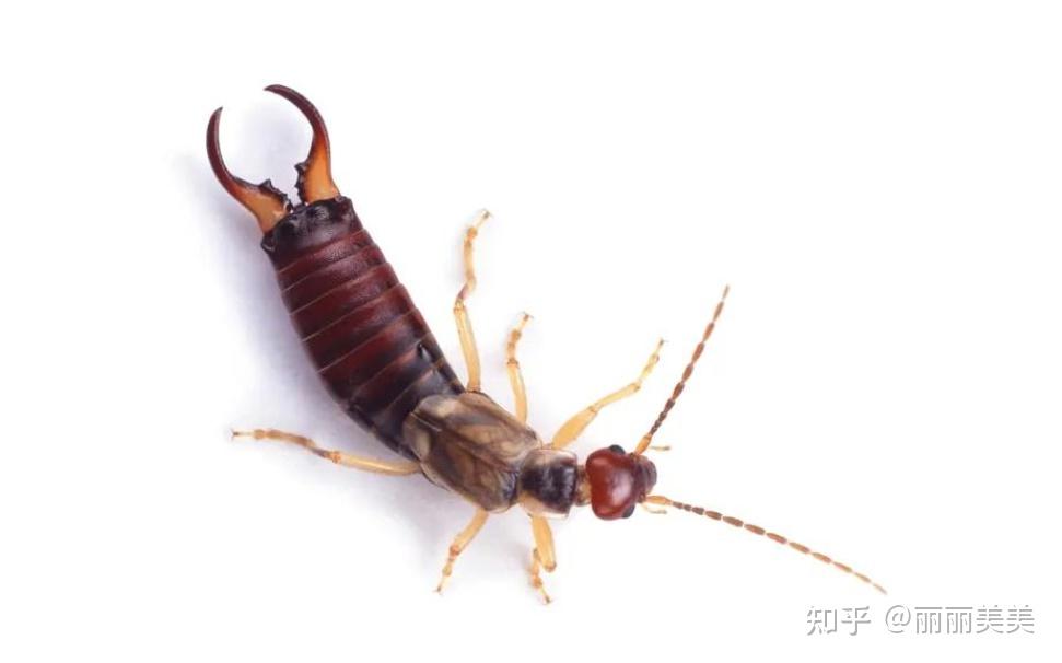 蠼螋怎么进入家里来的 - 知乎