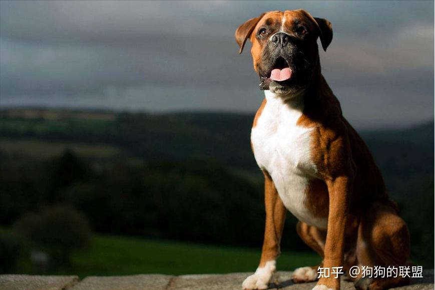 为什么养“拳师犬”的人越来越多?网友:养了才知道有多好