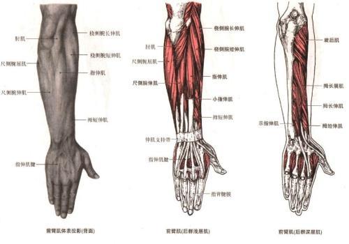 每天分享一块肌肉——前臂肌群 - 知乎