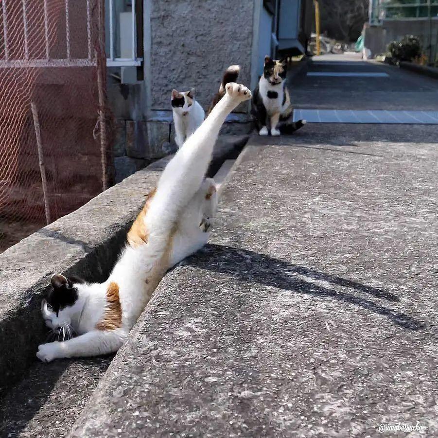 在奇葩睡姿这个问题上 有发言权的只有猫 知乎