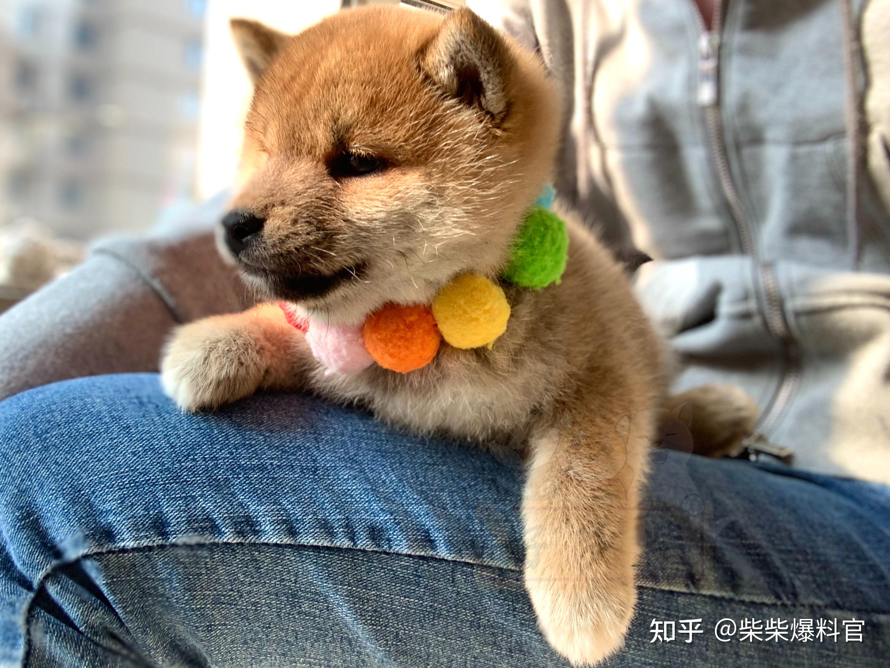 刚到家两天的豆柴幼犬怎么培养好感情