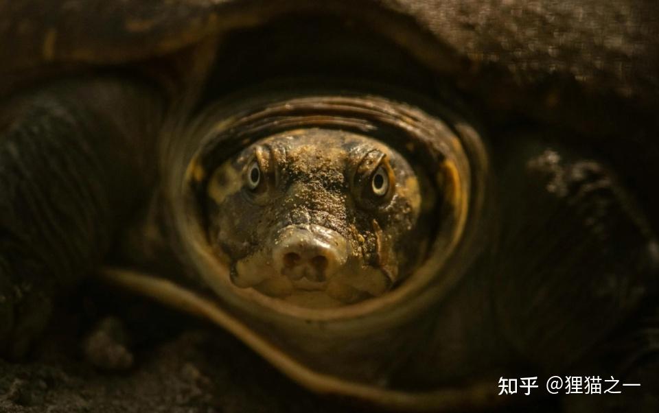 鳖看起来特别弱，软壳又笨重，但为啥龟没有完全抢占鳖的生态位、将其淘汰？ - 知乎