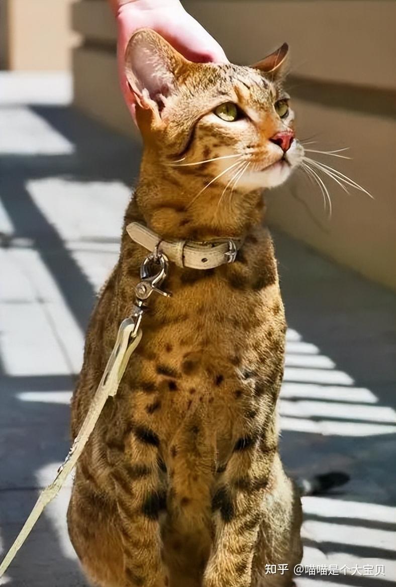 这几种猫，饲养成本高，只有土豪才养得起！ - 知乎