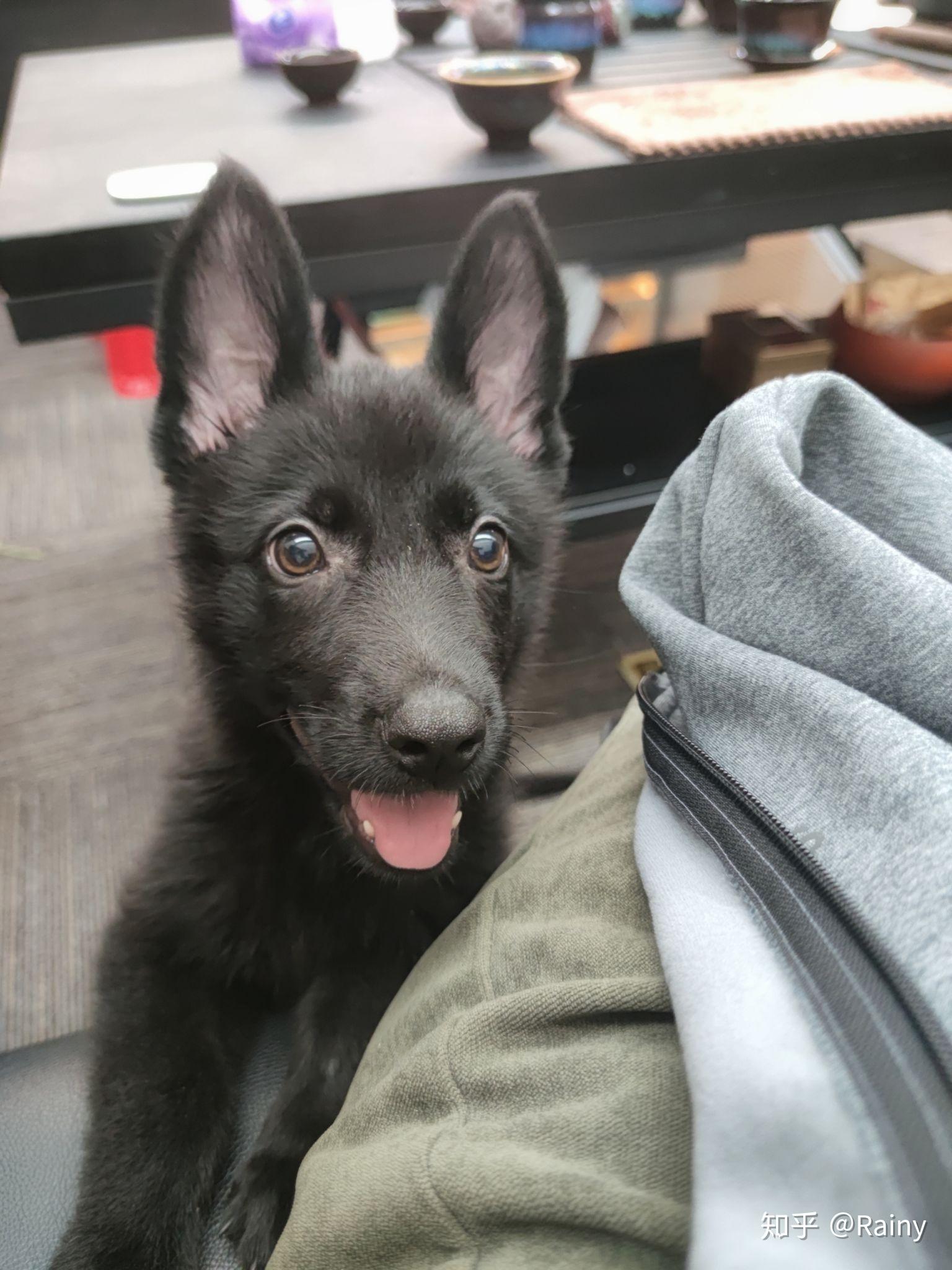 养一只纯黑德国牧羊犬是什么感受? - 知乎