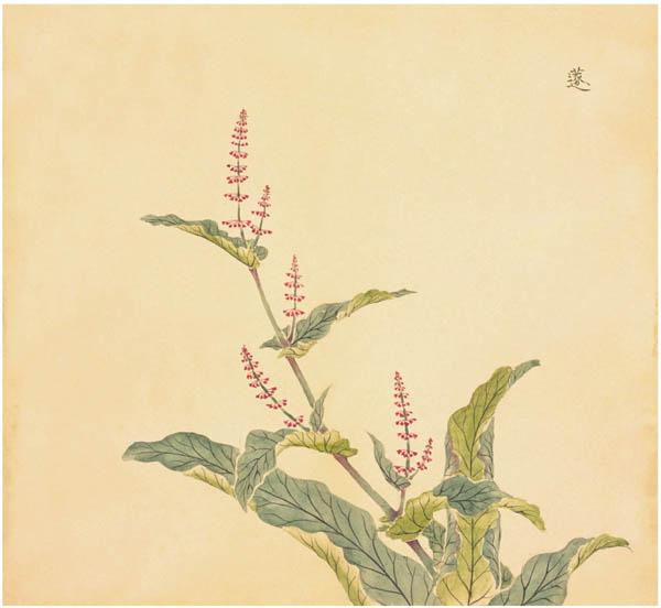 《诗经》里87种唯美植物,你知道它们长什么样吗? - 知乎