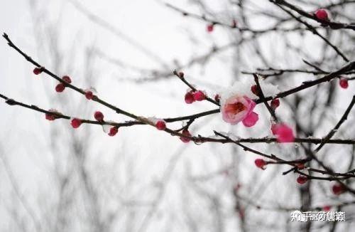 疏影横斜水清浅，暗香浮动月黄昏——梅花- 知乎