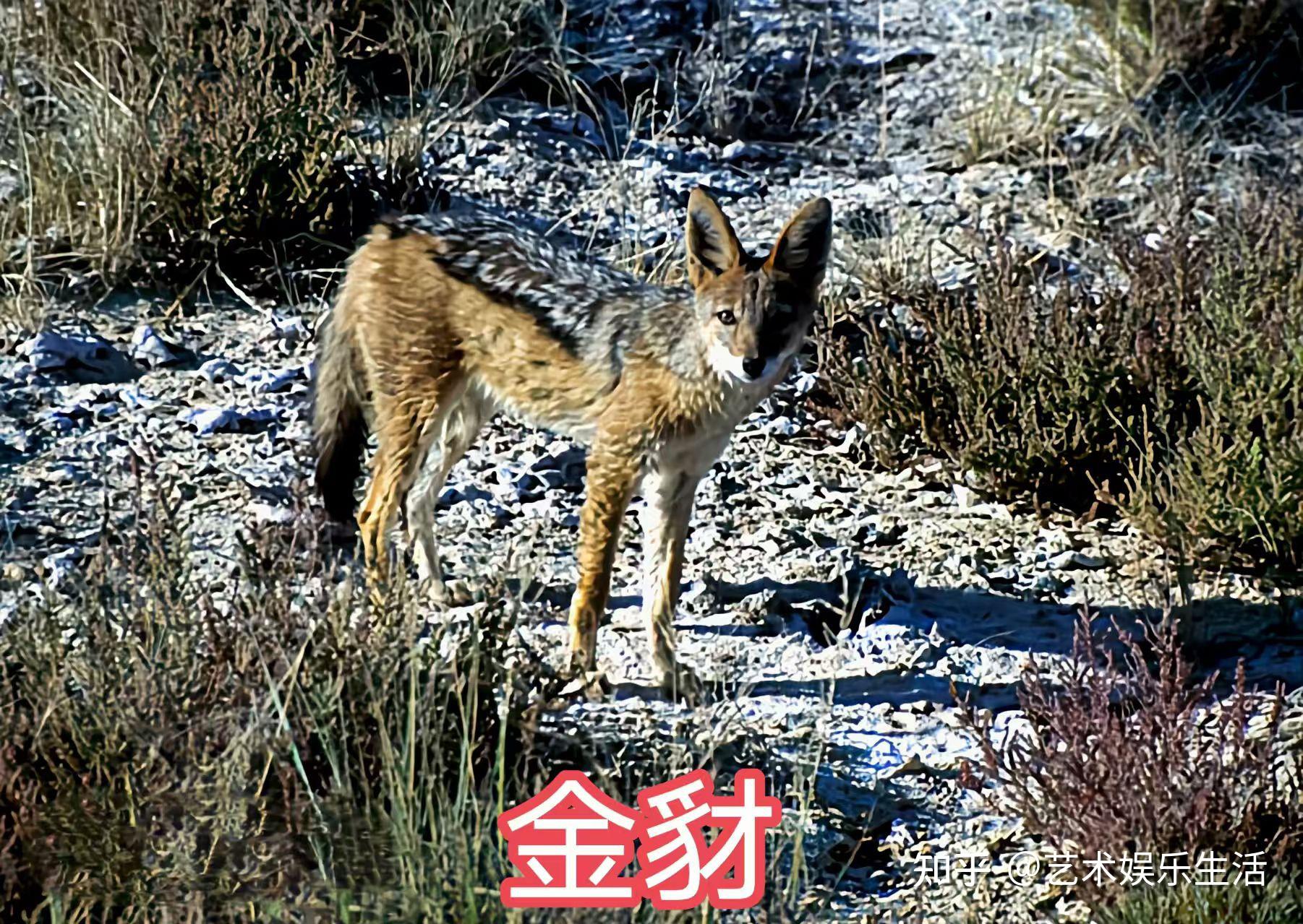 犬科的36种动物,种群数量达到了惊人的地步 - 知乎