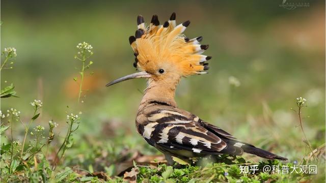戴冠的臭鸟—戴胜,把整个家搞得臭烘烘的,竟是为了保护家人? - 知乎