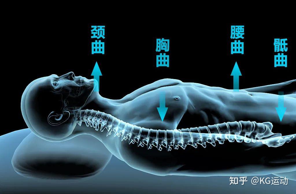 仰睡、侧睡、趴睡,哪个姿势最伤颈椎? - 知乎