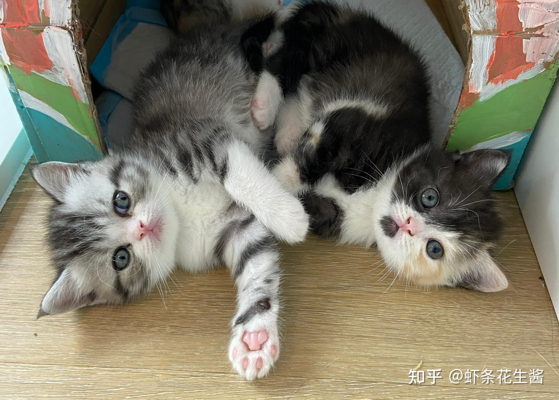 美短和加菲能串吗