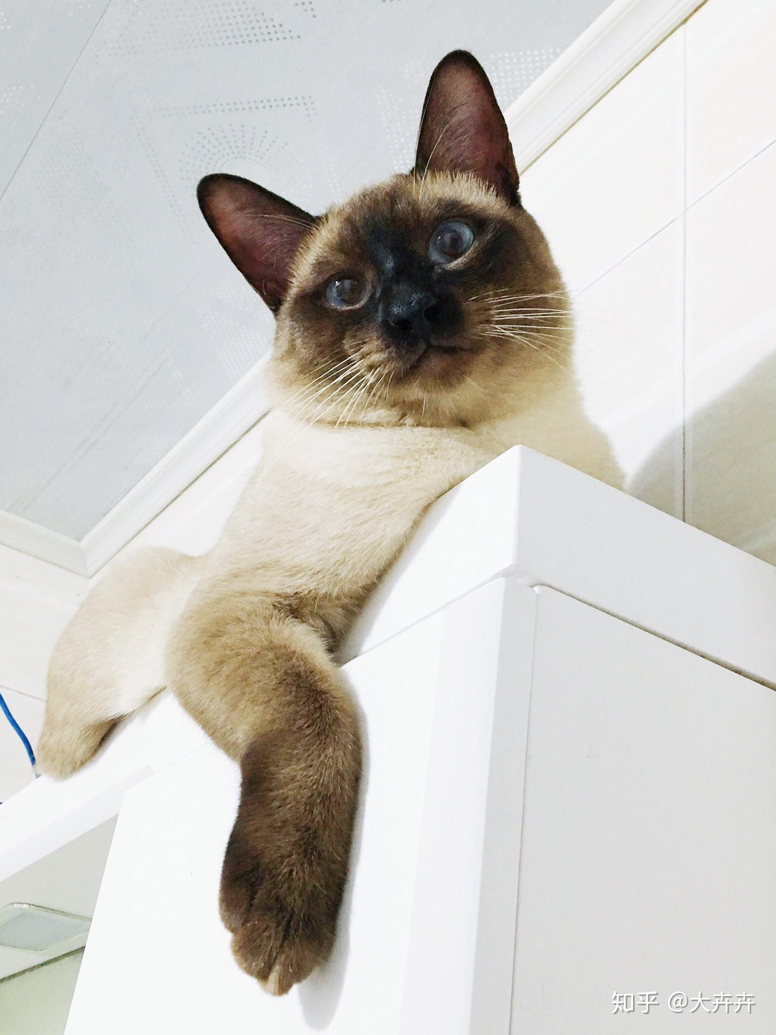 请问有胖暹罗嘛