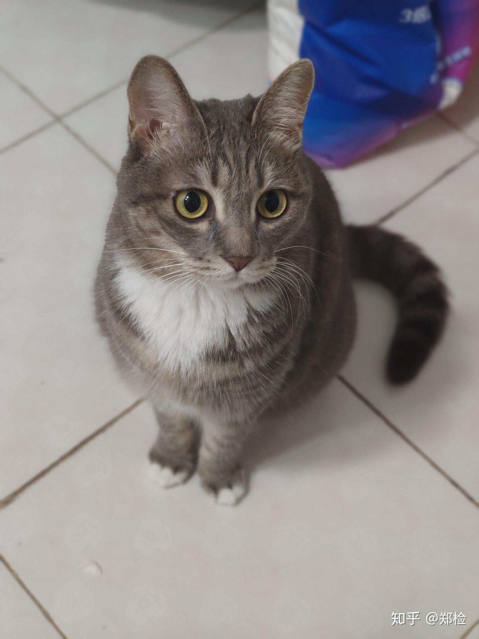 灰色狸花猫罕见吗