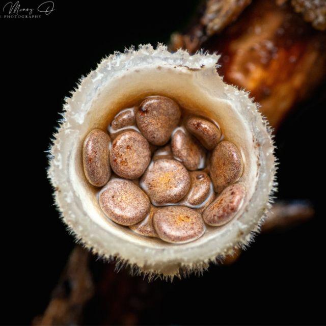 蘑菇界有哪些特别的存在？