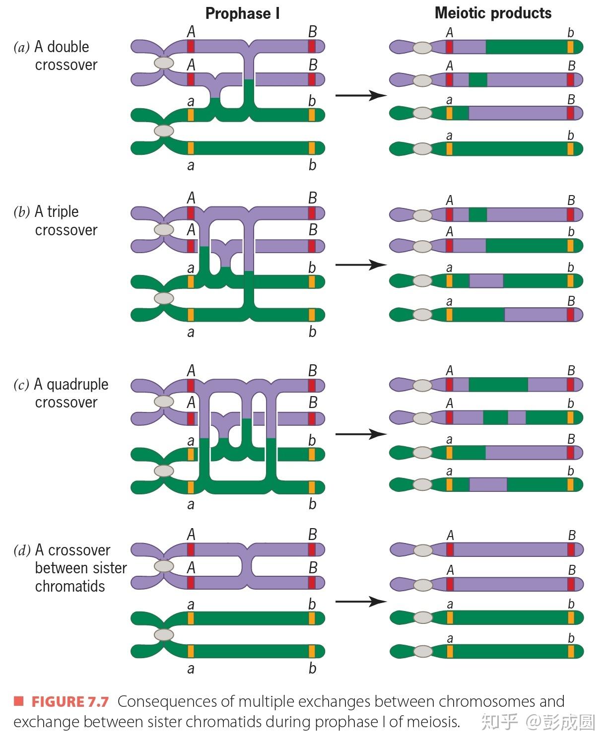 交叉互换能不能同一对换两次? - 知乎