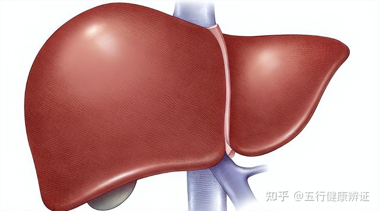 养生宝典:从绝骨穴【悬钟穴】看胆和骨之间的紧密联系 - 知乎