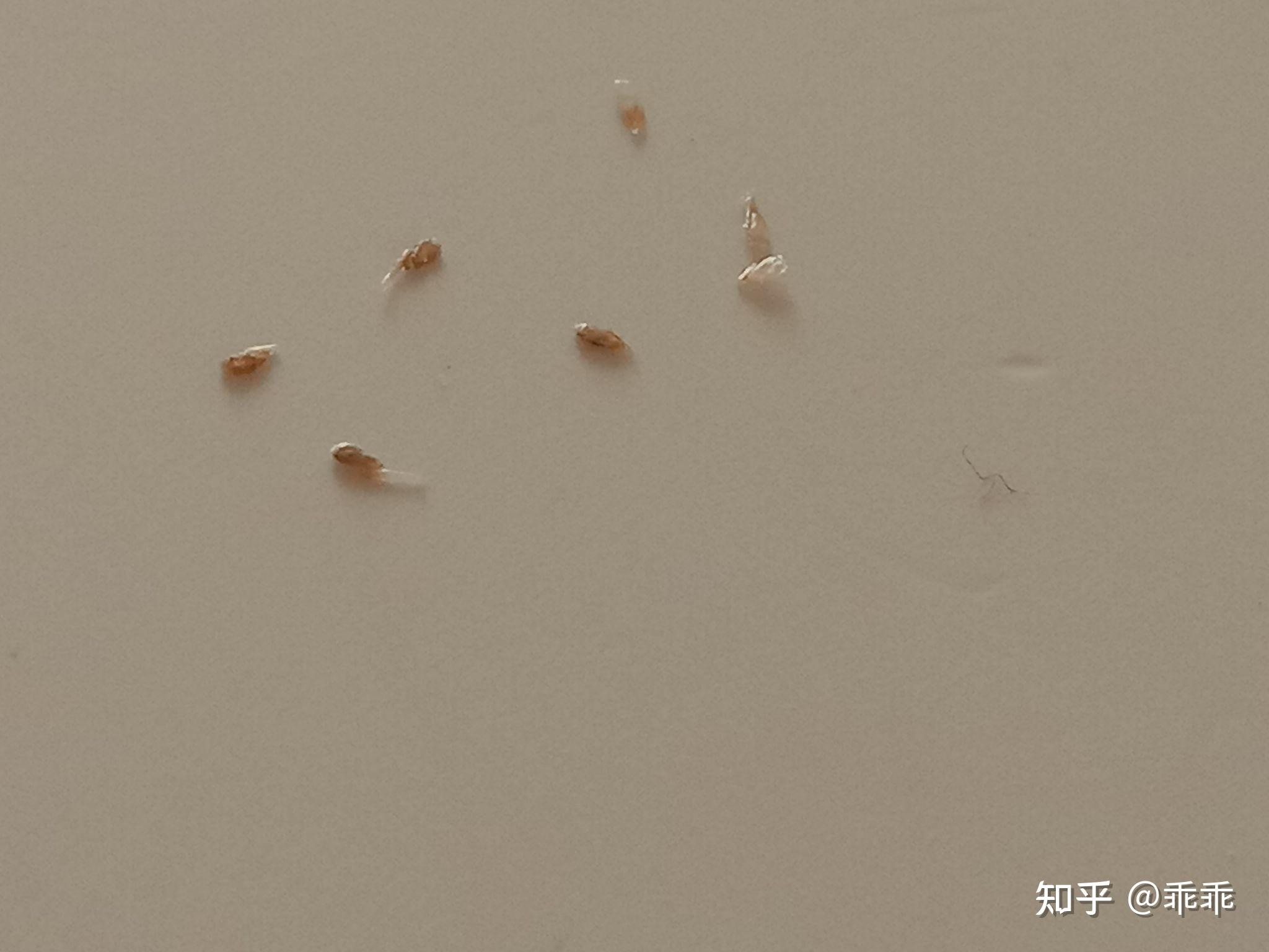 卵的构造-中国稻区飞虱-图片