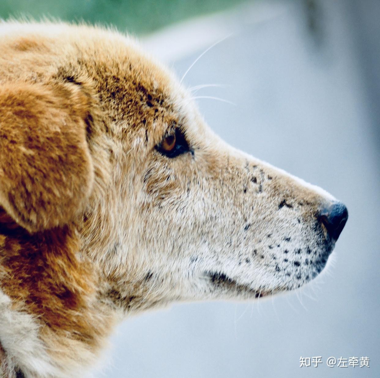 中国原生犬的悲哀，十年呼吁，它们的处境如何？ - 知乎