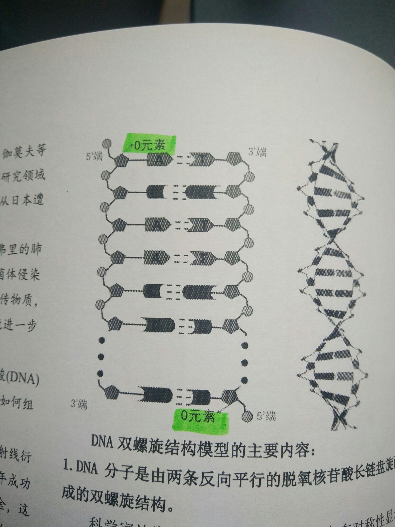 目的基因反向连接图片