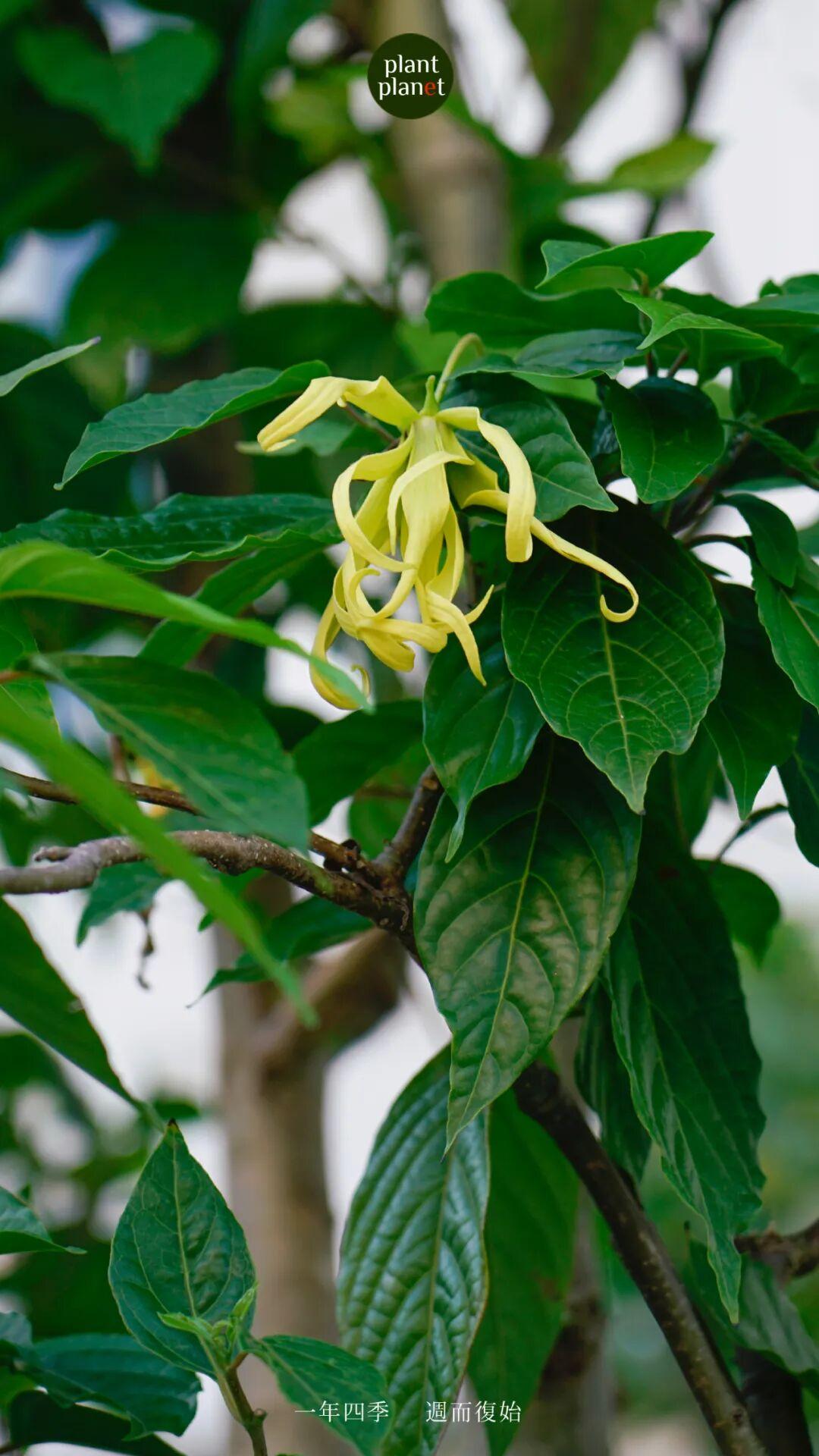 有助睡眠的植物系列：依兰依兰 - 知乎