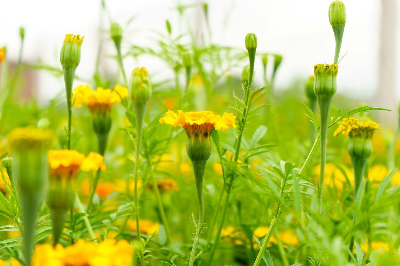 鲜花盛开的意思是什么