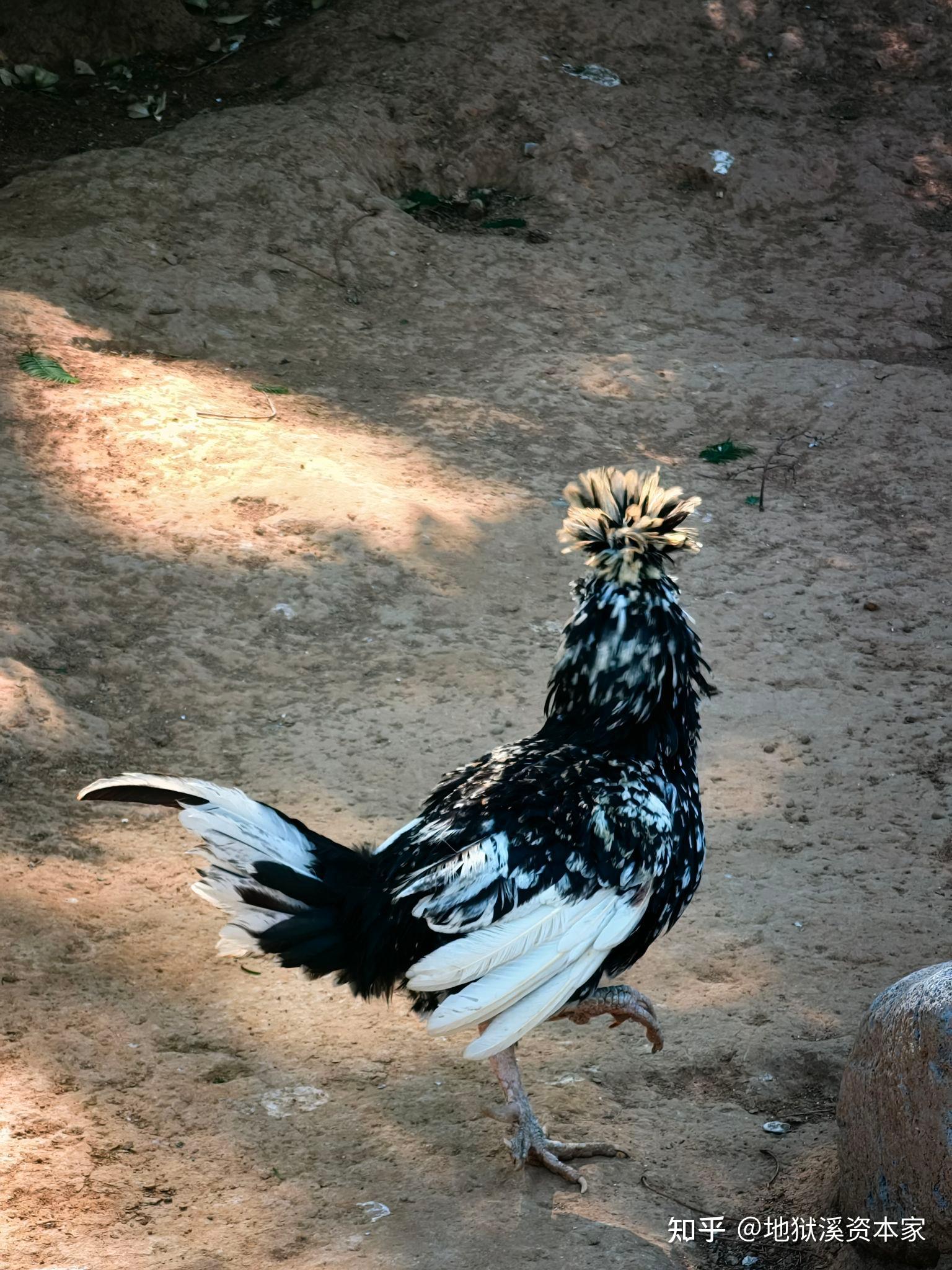 蔡徐坤有出演《庆余年2》吗?