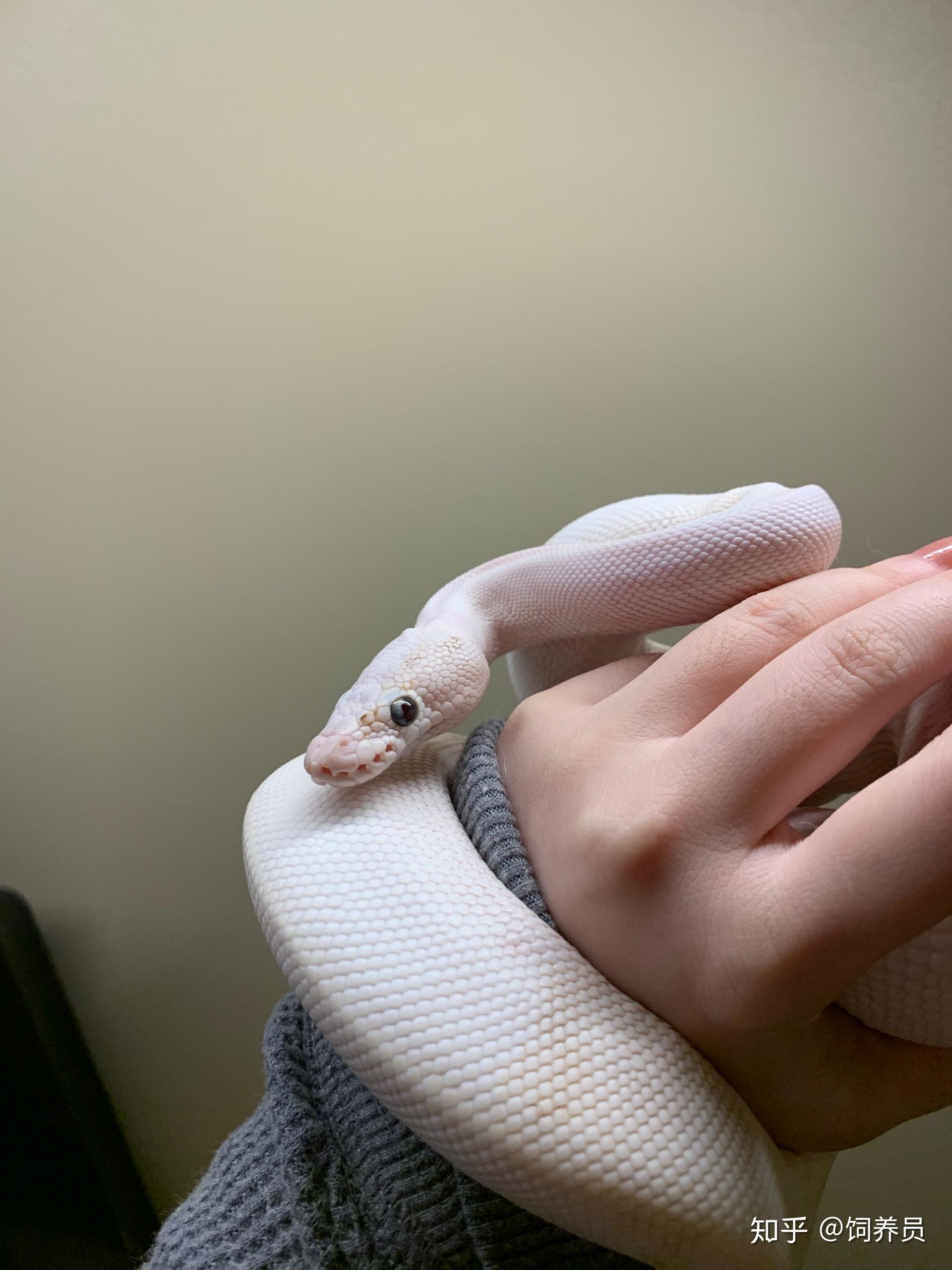 养一条球蟒是一种怎样的体验
