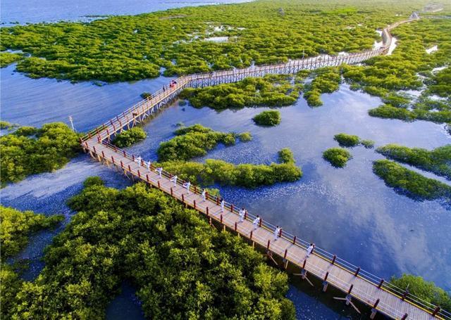 推荐丨走进北海金海湾红树林,开启一场滨海生态之旅 - 知乎