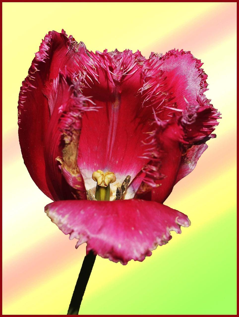 玫瑰花在水里怎么养活