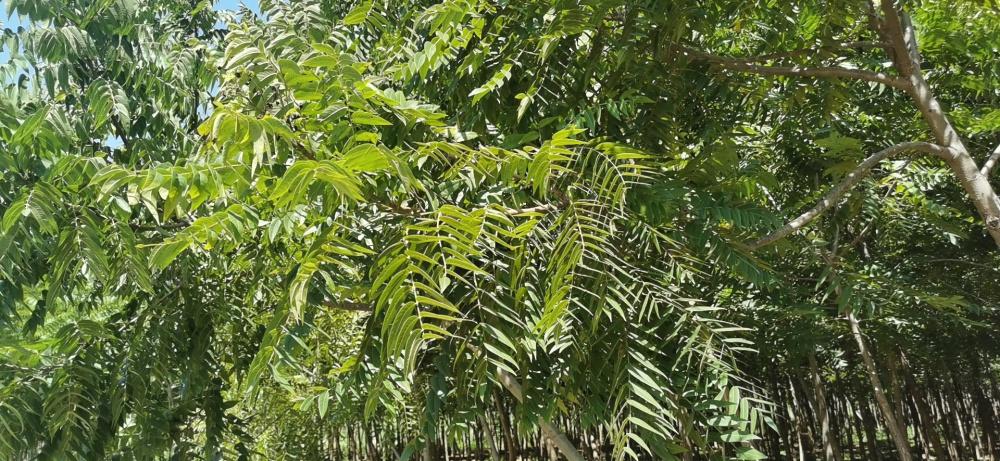 十年前的黑胡桃树苗如今怎么样了 专家 做黑胡桃家具还需40年 知乎