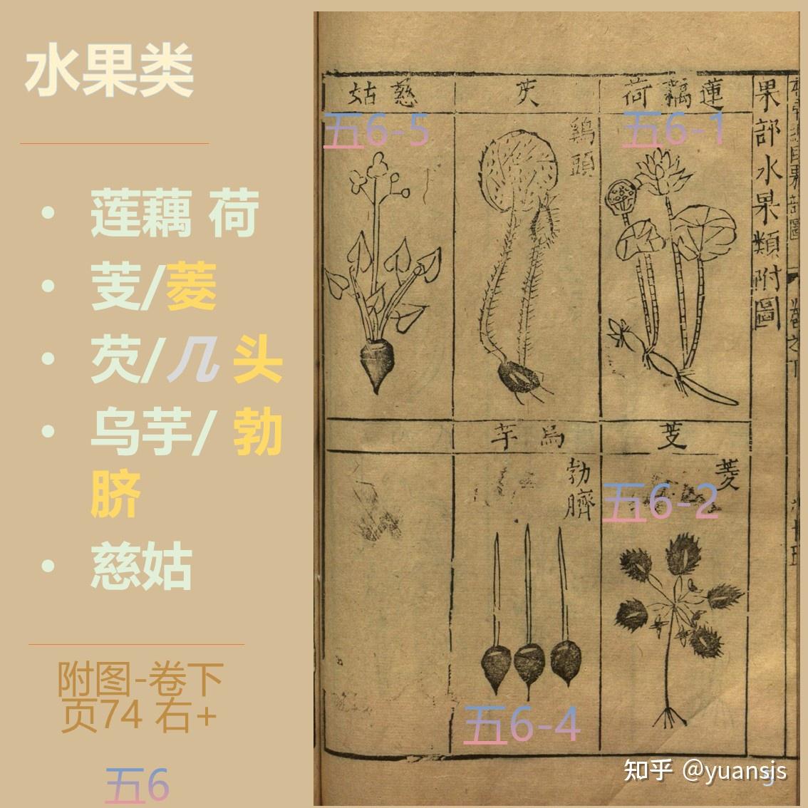 芡实 芰荷,莲藕 慈姑《纲目》果部-水果类 - 知乎