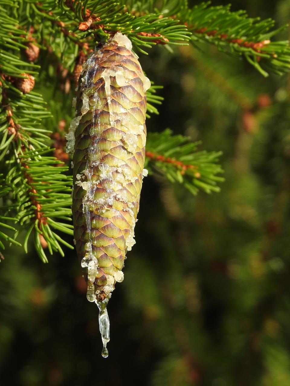 云杉社区房价走势
