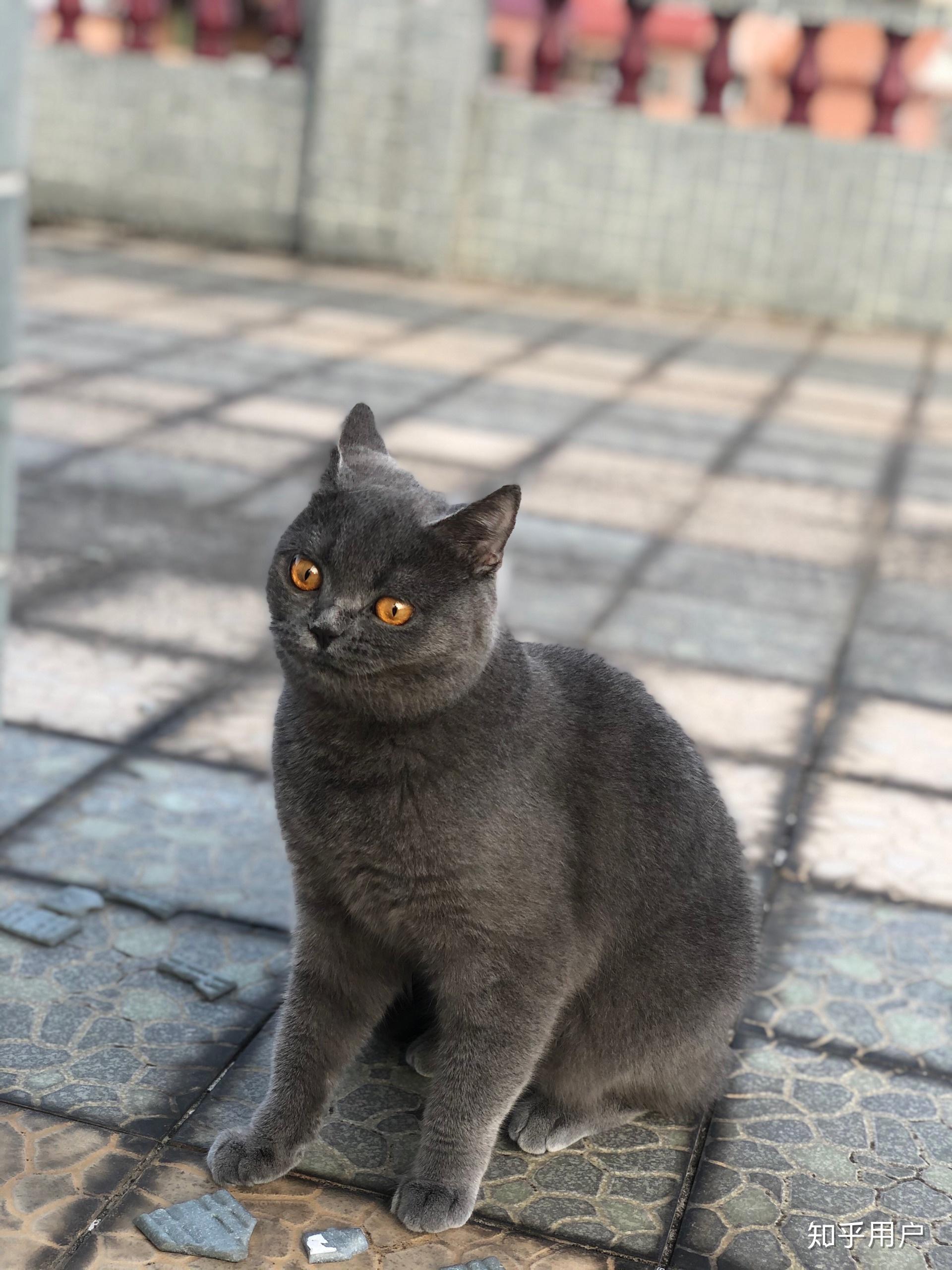 我家一个半月的英短蓝猫的毛怎么这么长