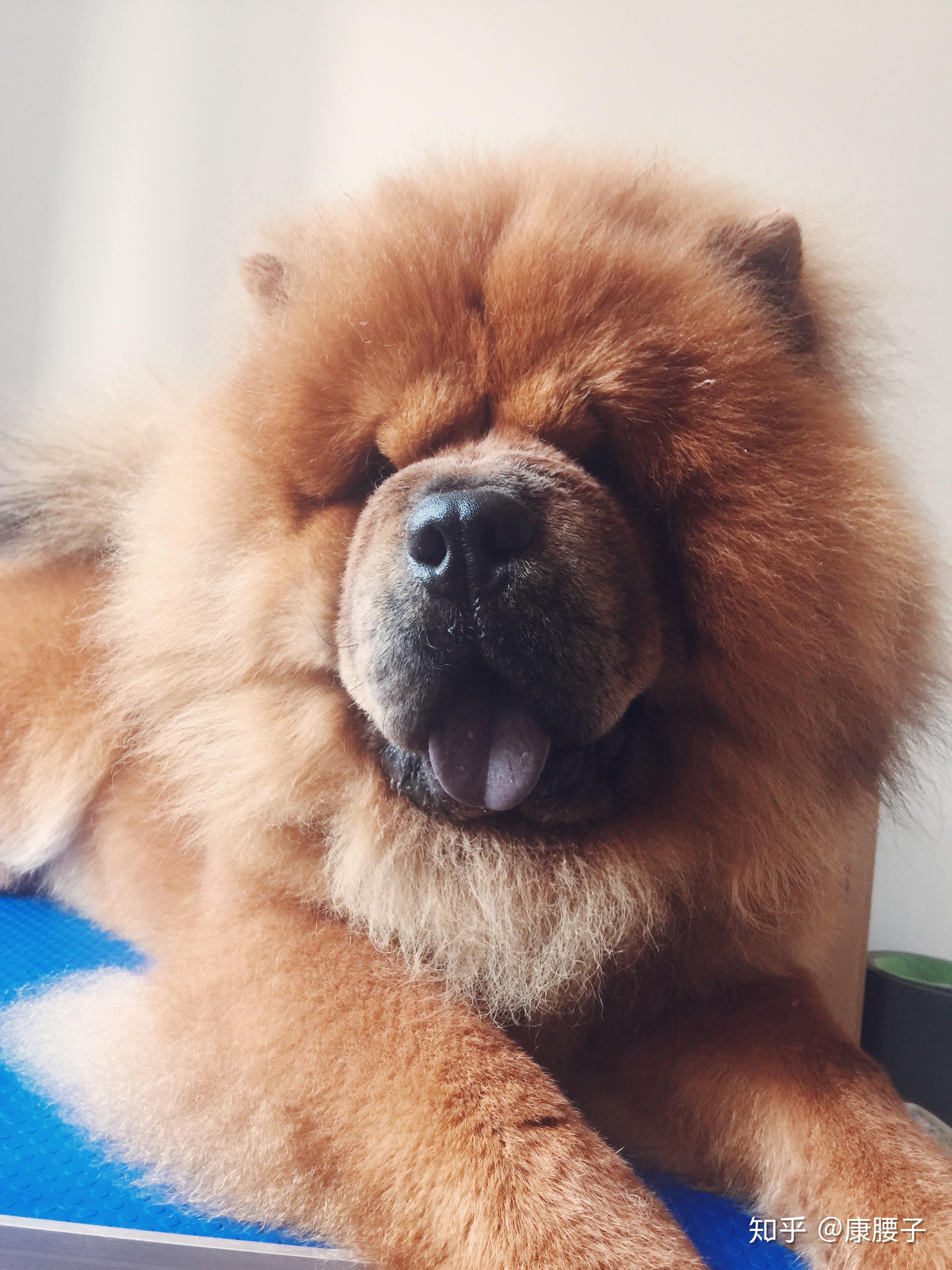 大型犬可以可爱到什么程度