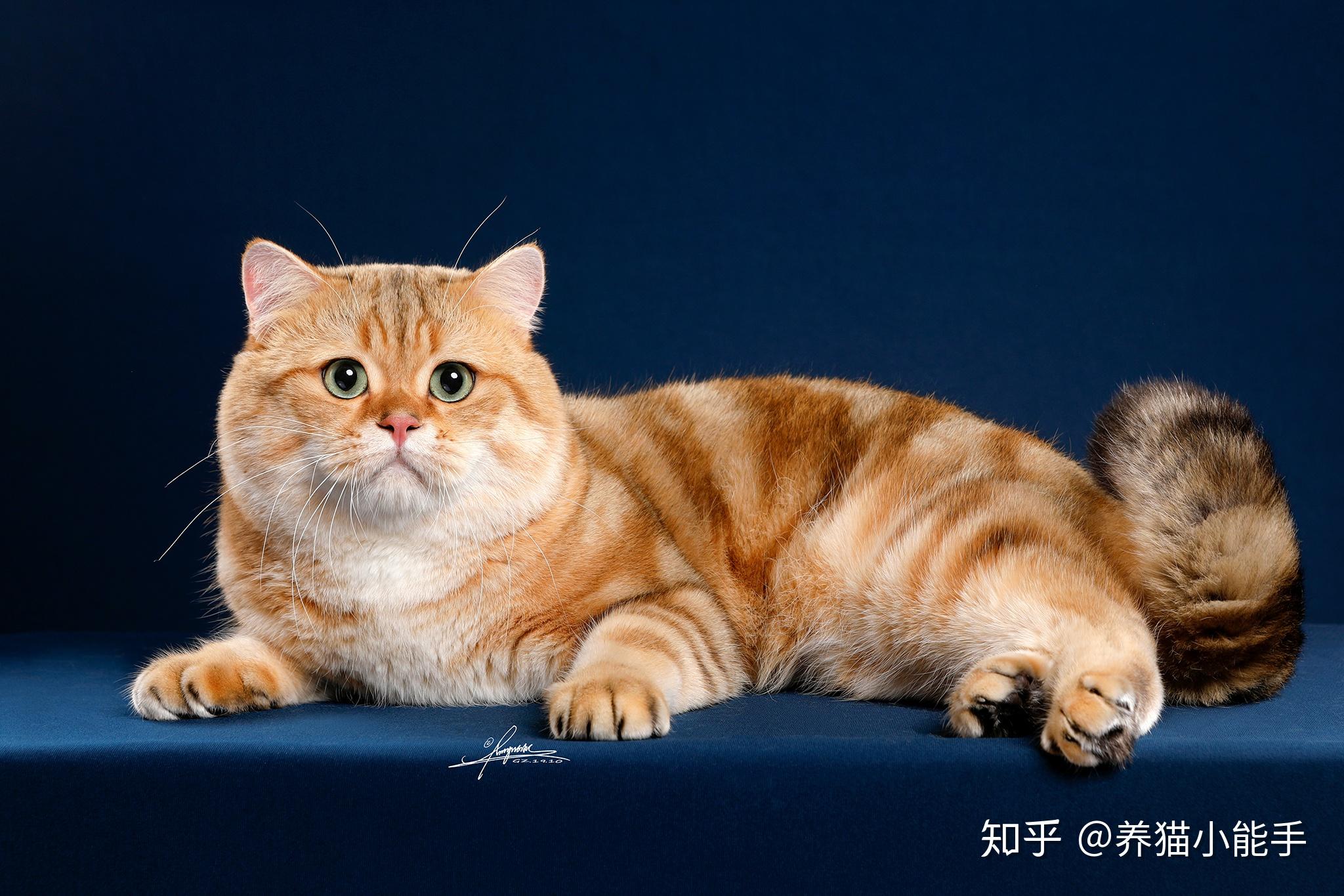 这是美短金虎斑吗