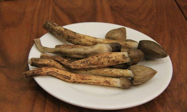 被称为“岭南菌王”，白蚁窝边的荔枝菌，一斤卖400元，凭什么？ - 知乎