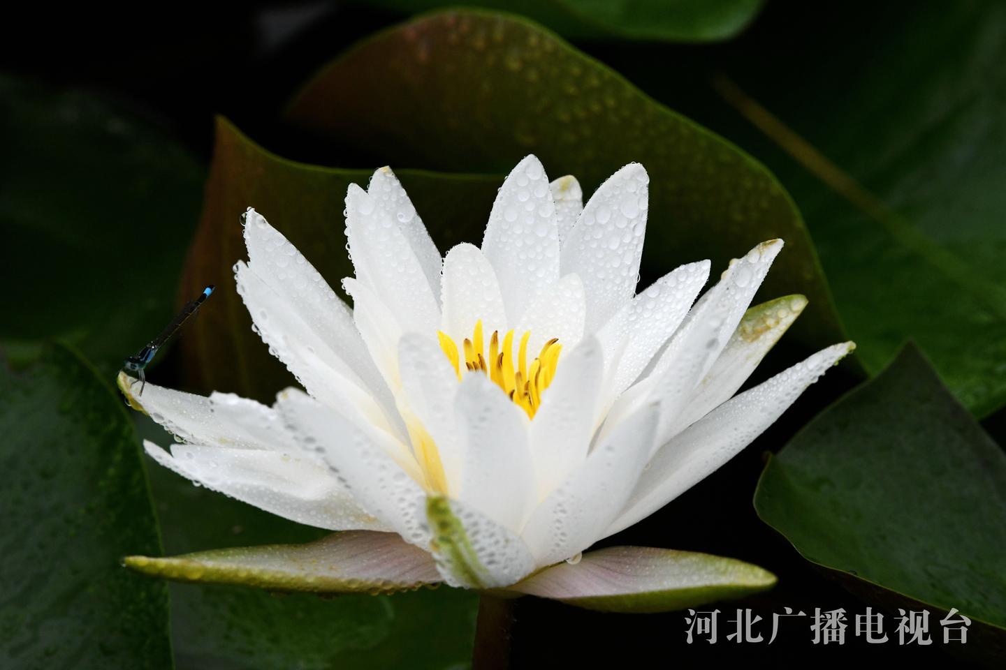 邯郸广平 雨中睡莲别样娇 知乎