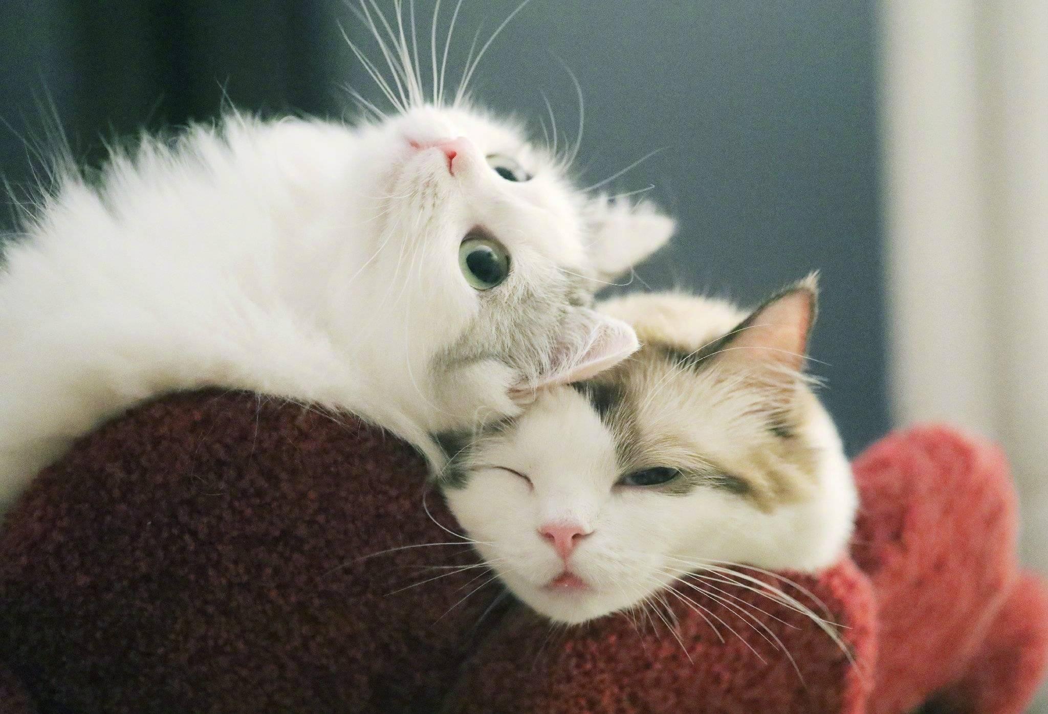 这只布偶5800贵不没有绝育公猫品相怎么样呀帮忙把把关