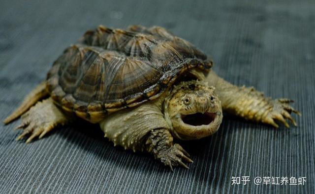 乌龟之间会互咬,为什么?就是这些因素导致的,你也有责任 - 知乎