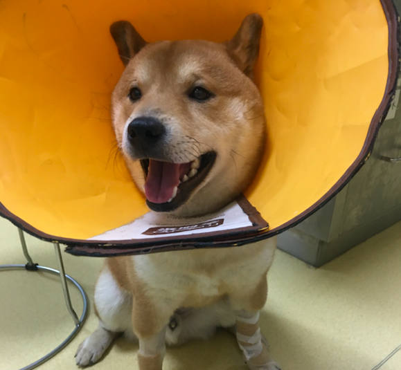 分享狗子治疗胰腺炎的经验 症状 治疗过程etc 知乎