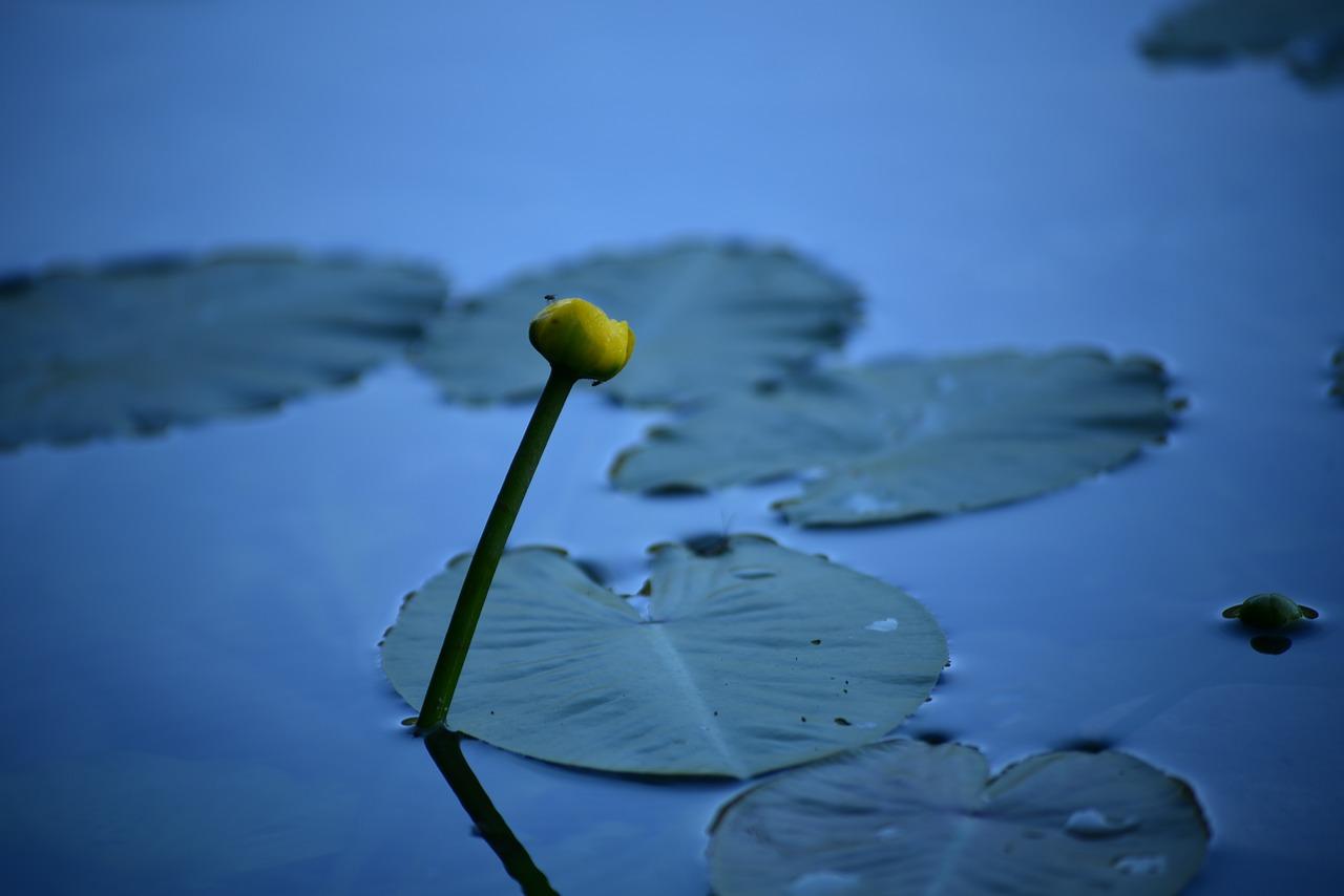 4. 水草繁殖技巧