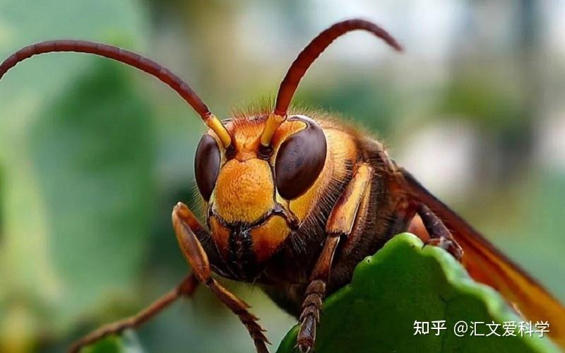 大黄蜂战斗实力爆表，亚洲蜜蜂却不怕它，它有何绝招能抗击天敌？ - 知乎